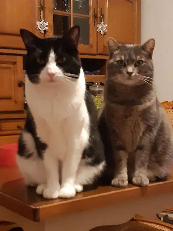Chat Perdu 28 Eure-et-Loir Chat Perdu 28 Eure-et-Loir