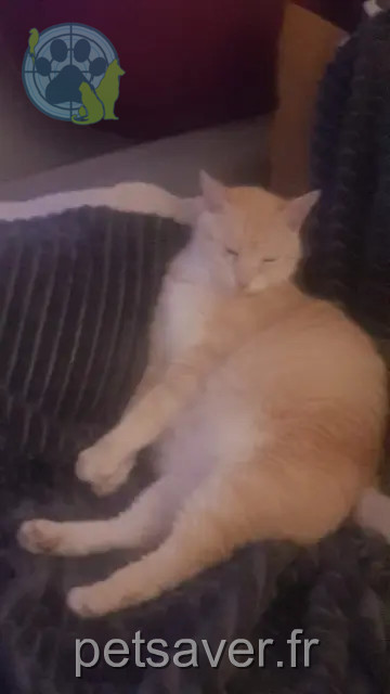 cat lost 28140 Orgères-en-Beauce Houga cat lost 28140 Orgères-en-Beauce Houga