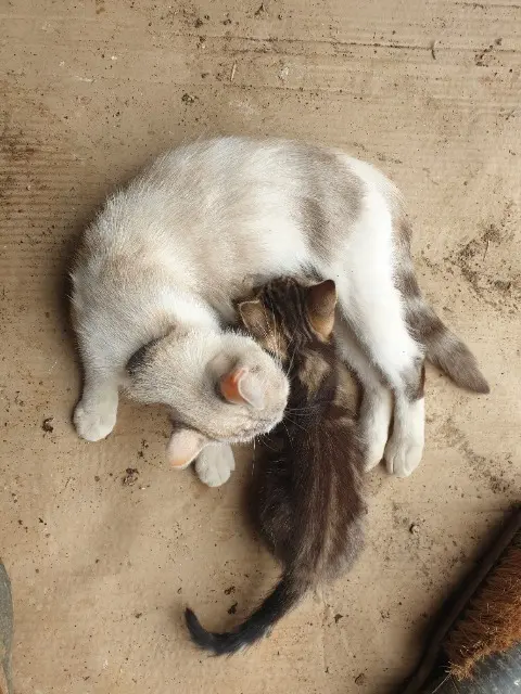 chat lost   28310 Janville-en-Beauce Chatton