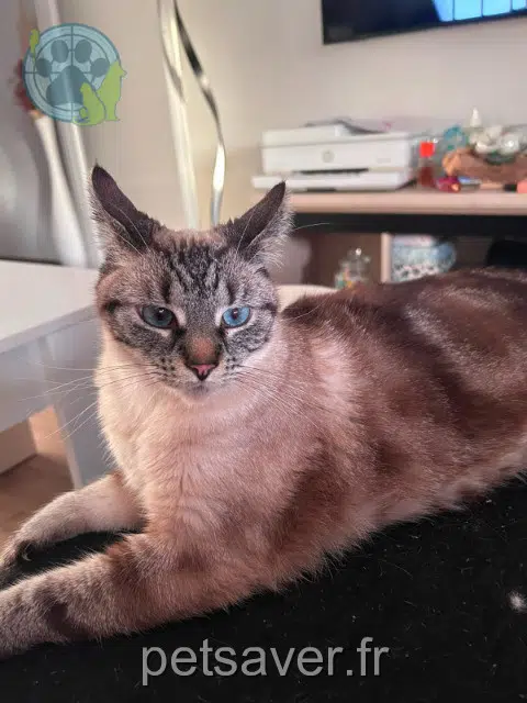 cat lost 28000 Chartres Laya