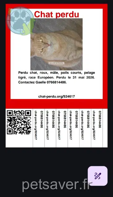 gatto lost   28600 Luisant Lenny