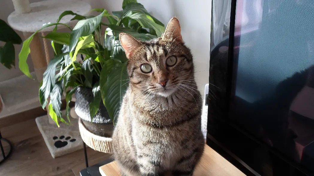 Chat Perdu 28 Eure-et-Loir Les Villages Vovéens - Réglisse Chat Perdu 28 Eure-et-Loir Les Villages Vovéens - Réglisse