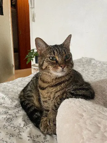 Chat Perdu 28 Eure-et-Loir Les Villages Vovéens - Scoubidou Chat Perdu 28 Eure-et-Loir Les Villages Vovéens - Scoubidou