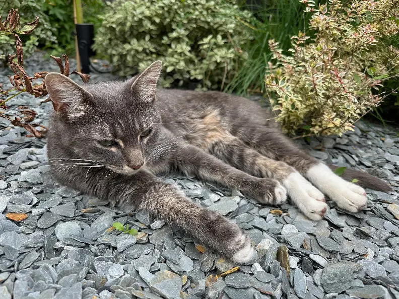 Chat Perdu 28 Eure-et-Loir - Lucky Chat Perdu 28 Eure-et-Loir - Lucky