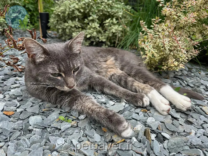 Chat Perdu 28 Eure-et-Loir - Lucky Chat Perdu 28 Eure-et-Loir - Lucky