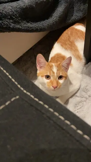 chat lost   28260 Sorel-Moussel Luffy