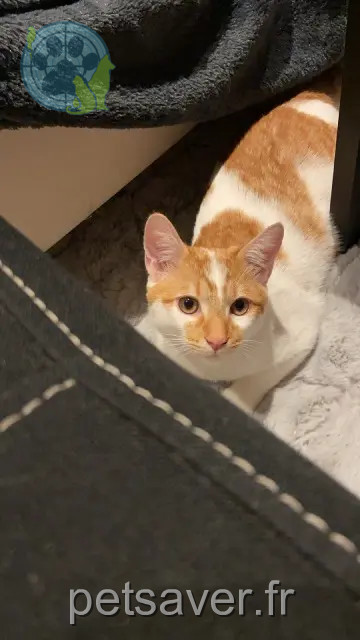 cat lost 28260 Sorel-Moussel Luffy cat lost 28260 Sorel-Moussel Luffy