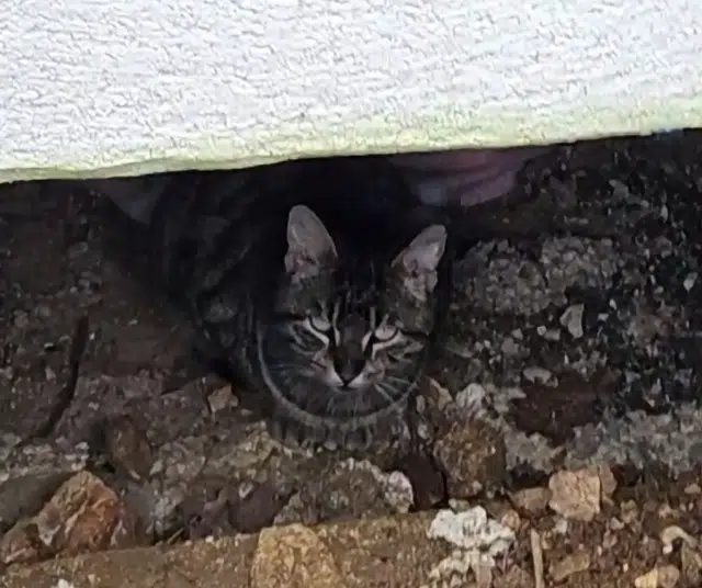 chat lost   28210 Villemeux-sur-Eure Lulu