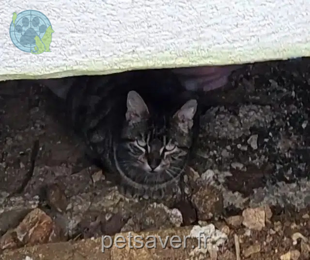 Kater vermisst 28210 Villemeux-sur-Eure Lulu Kater lost 28210 Villemeux-sur-Eure Lulu