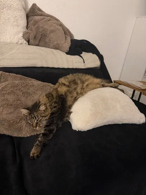 chat lost   28200 Marboué Mailo