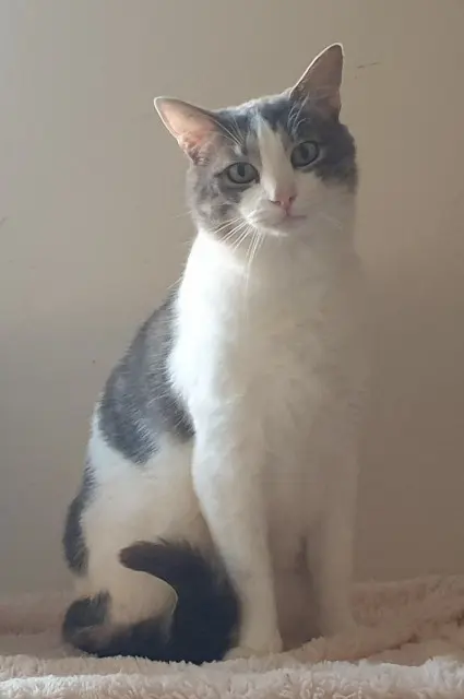 chat lost   28120 Ollé Mario