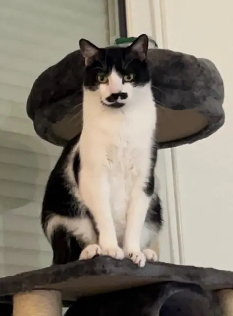 chat lost   28240 Meaucé Milky