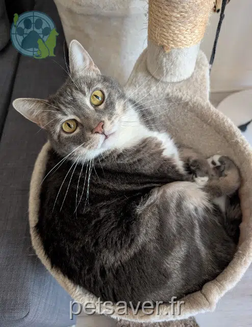chat perdu 28500 Cherisy Milo chat lost 28500 Cherisy Milo
