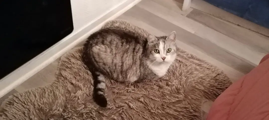 Chat Perdu 28 Eure-et-Loir - Mimi Chat Perdu 28 Eure-et-Loir - Mimi