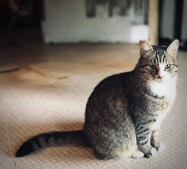 chat lost   28100 Dreux Moon