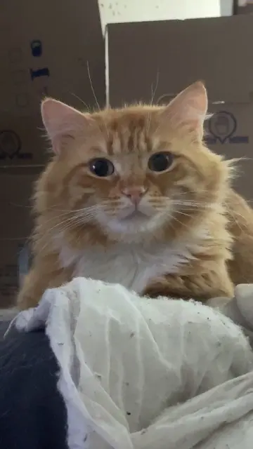 chat lost   28200 Châteaudun Moustache