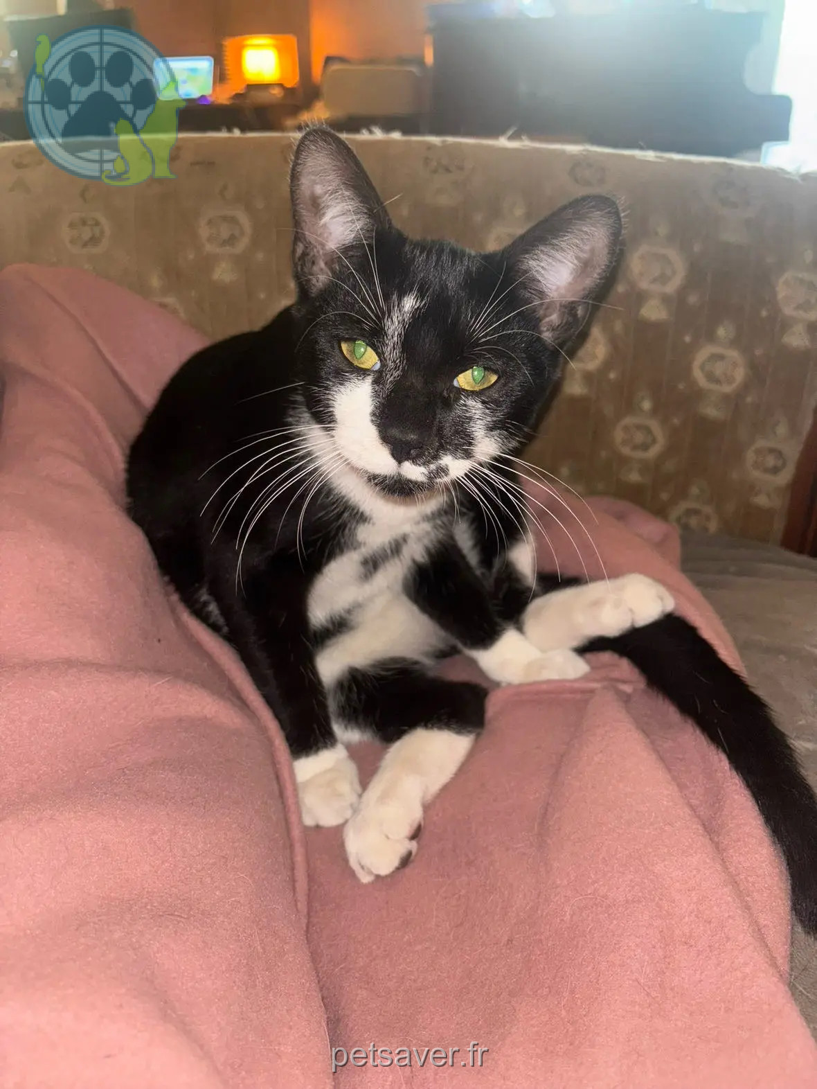 cat lost Rue Rousseau Peschard 28310 Neuville Saint Denis cat lost Rue Rousseau Peschard 28310 Neuville Saint Denis