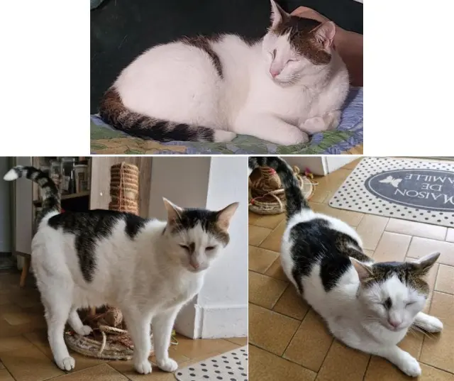 chat lost   28630 Le Coudray Nicolino dit NINOU