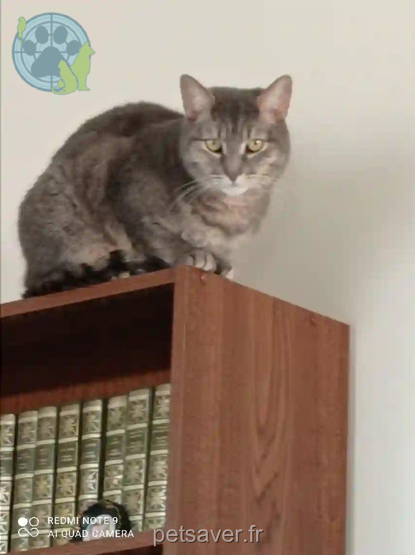 Chat Perdu 28 Eure-et-Loir - Orphee Chat Perdu 28 Eure-et-Loir - Orphee