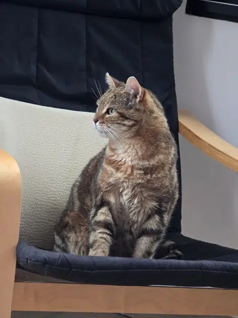 chat lost   28130 Hanches Peluche