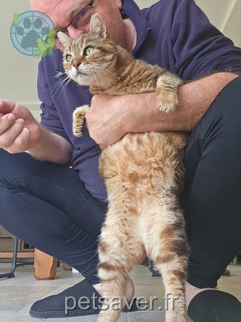 kater lost   28130 Hanches Peluche