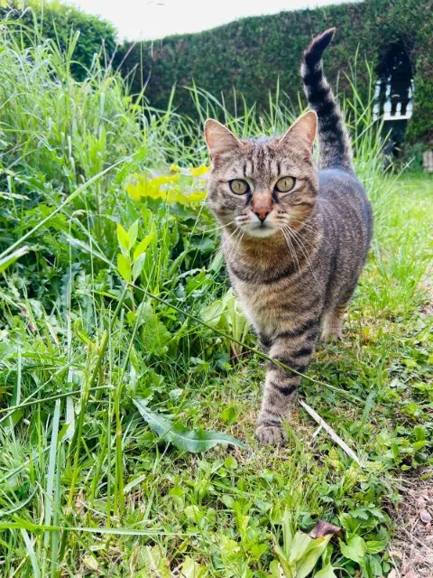 chat lost   28700 Aunay-sous-Auneau Pikachu