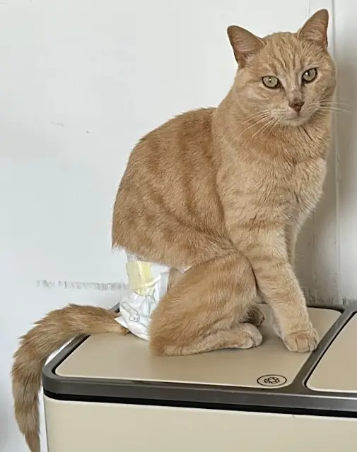 chat lost   28100 Dreux Pipo