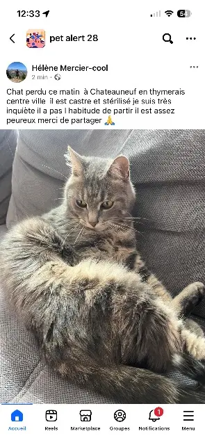 chat lost   28170 Châteauneuf-en-Thymerais Pompon