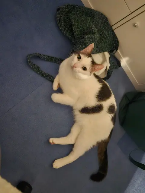chat lost   28130 Saint-Martin-de-Nigelles Pookie