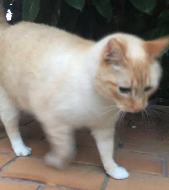 chat lost   28160 Frazé Pouille