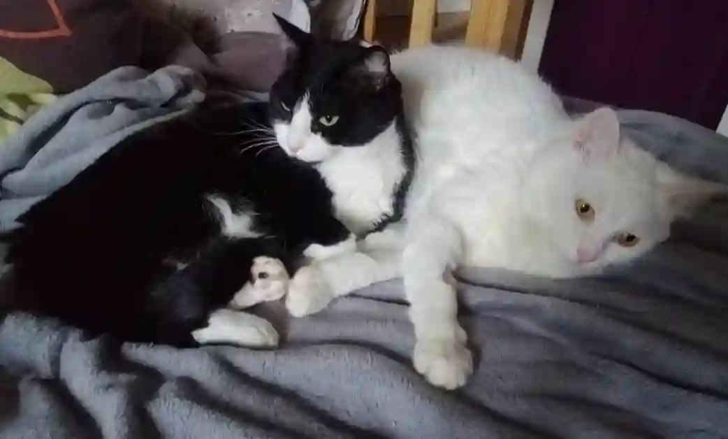 Chat Perdu 28 Eure-et-Loir - Powel Chat Perdu 28 Eure-et-Loir - Powel