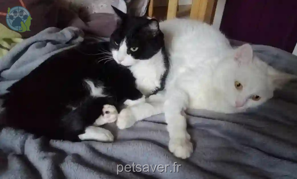 Chat Perdu 28 Eure-et-Loir - Powel Chat Perdu 28 Eure-et-Loir - Powel