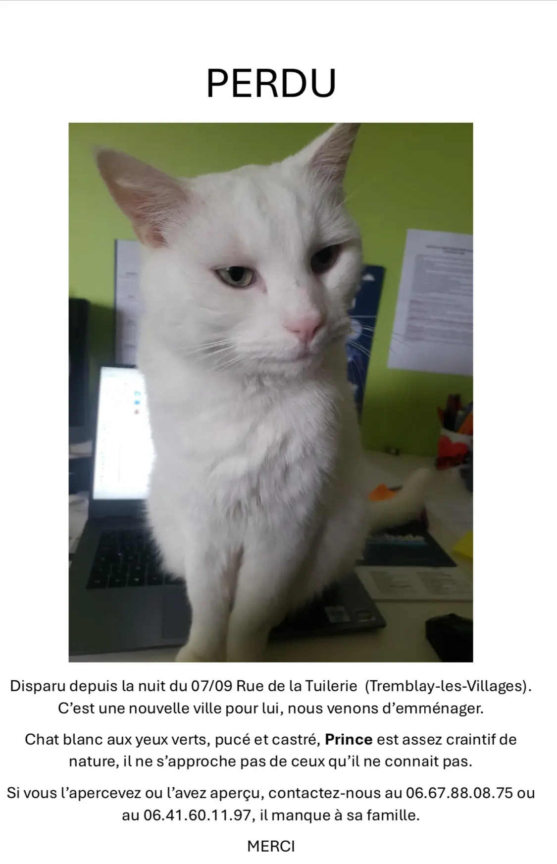 Chat Perdu 28 Eure-et-Loir - Prince Chat Perdu 28 Eure-et-Loir - Prince