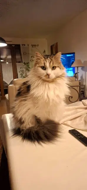 chat lost   28130 Villiers-le-Morhier Ptitbonhomme