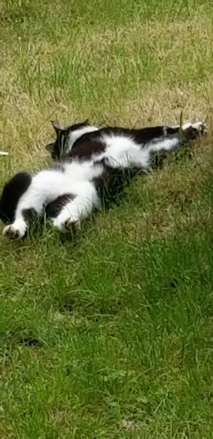 chat lost   28130 Maintenon Rafal