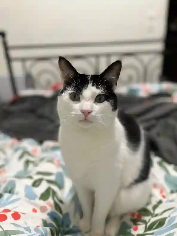 Chat Perdu 28 Eure-et-Loir - Ranga Chat Perdu 28 Eure-et-Loir - Ranga