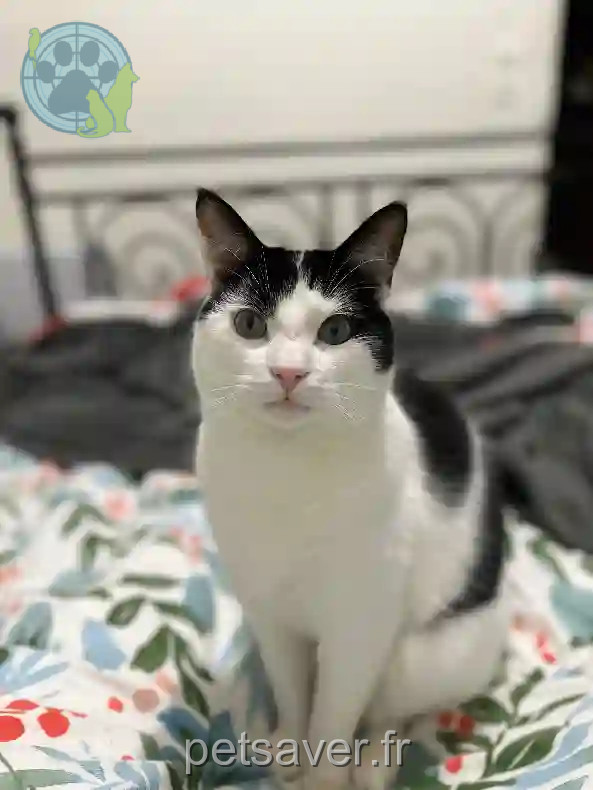 Chat Perdu 28 Eure-et-Loir - Ranga Chat Perdu 28 Eure-et-Loir - Ranga