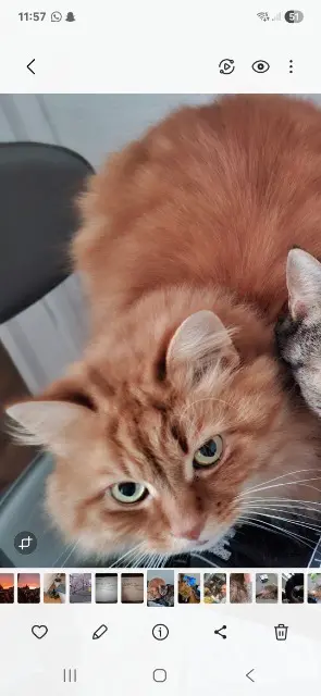 chat lost   28130 Maintenon Roony