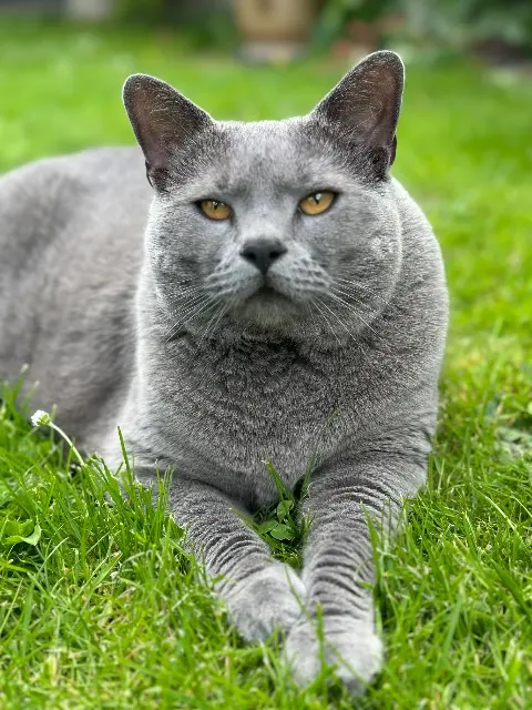 chat lost   28500 Vert-en-Drouais RYO