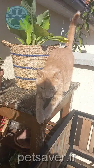 gato perdido 28130 Hanches Saya gato lost 28130 Hanches Saya
