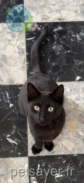 kater vermist 28150 Louville-la-Chenard Shadow kater lost 28150 Louville-la-Chenard Shadow