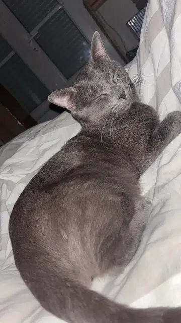 chat lost   28400 Nogent-le-Rotrou Sirius