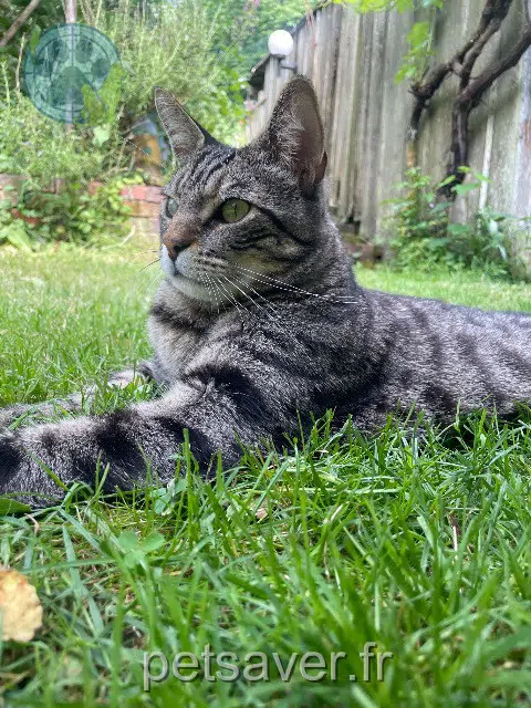 chat lost 28480 Beaumont-les-Autels Sirius