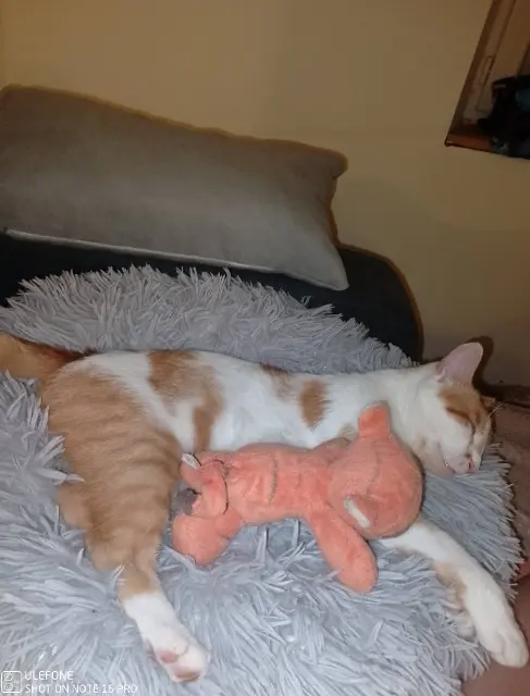 chat lost   28200 Marboué Sunny