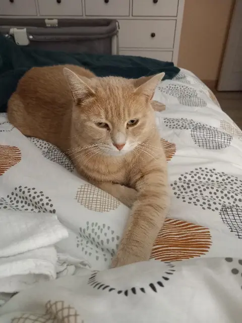 chat lost   28150 Ymonville Tango