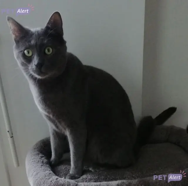 chat lost   28100 Dreux Telmo