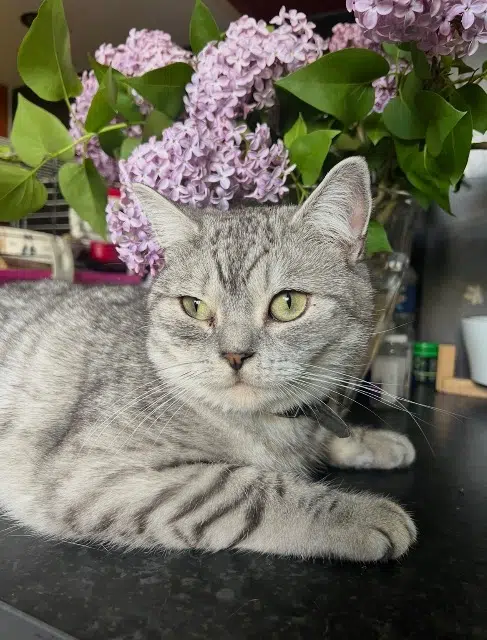 chat lost   28000 Chartres Texas