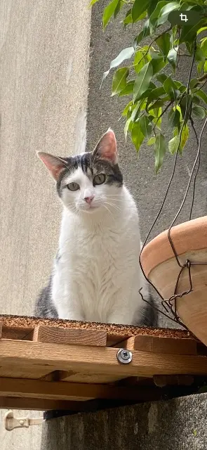 chat lost   28170 Thimert-Gâtelles Bob