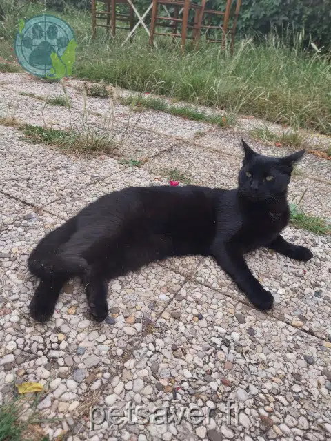 kater lost   28170 Thimert-Gâtelles Gustave