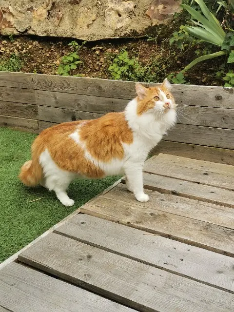 chat lost   28500 Tréon Théo
